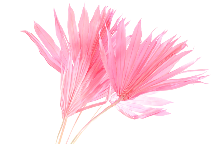 Palm Sun Pink