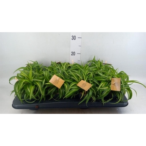 Chlorophytum com. 'Bonnie'