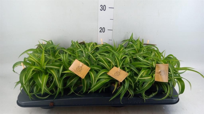 <h4>Chlorophytum com. 'Bonnie'</h4>