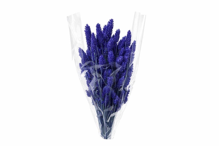 <h4>Dried Phalaris Dark Blue Bunch</h4>