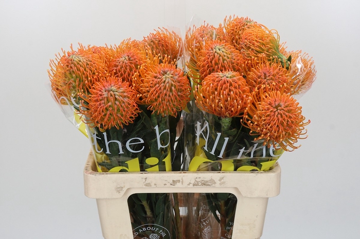 <h4>Nutans Ayoba Peach</h4>