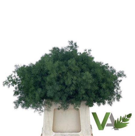 <h4>Asp Umbellatus</h4>