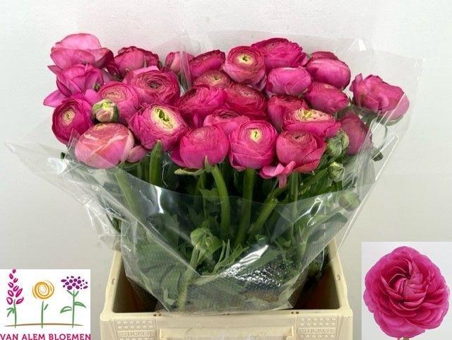 <h4>RAN AAZUR DEEP ROSE</h4>