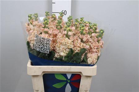 <h4>Matth Iron Apricot</h4>