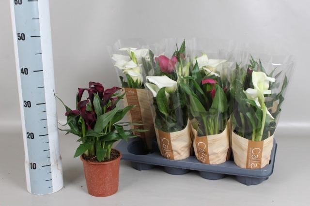 <h4>ZANT GEM 5 KL</h4>