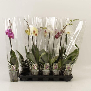 PHAL GEM