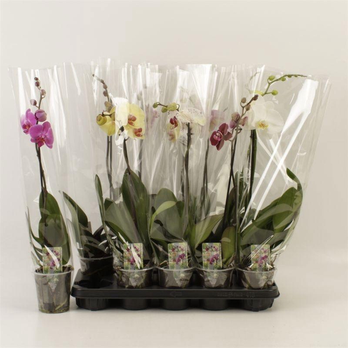 <h4>PHAL GEM</h4>