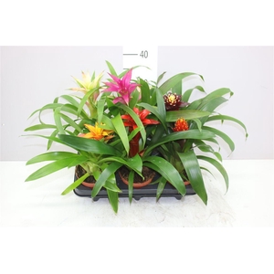 Guzmania Gemengd Small