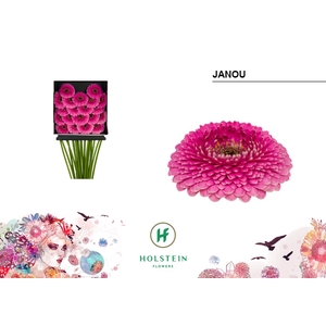 GE MB Gerponi Janou diamond x60