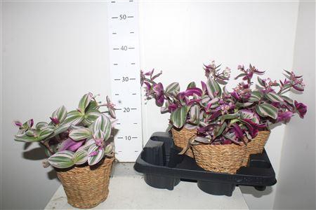<h4>Arr Trad Ce Nanouk In Sea Grass Pot</h4>