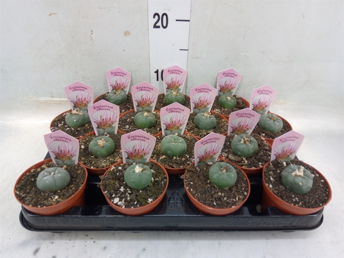 <h4>Cactus   ...</h4>