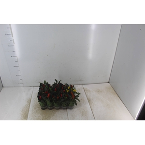 PIMENTA P06