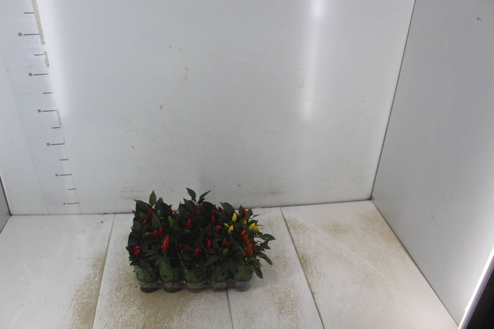 <h4>PIMENTA P06</h4>