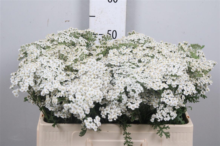 <h4>Achil M White Beauty</h4>