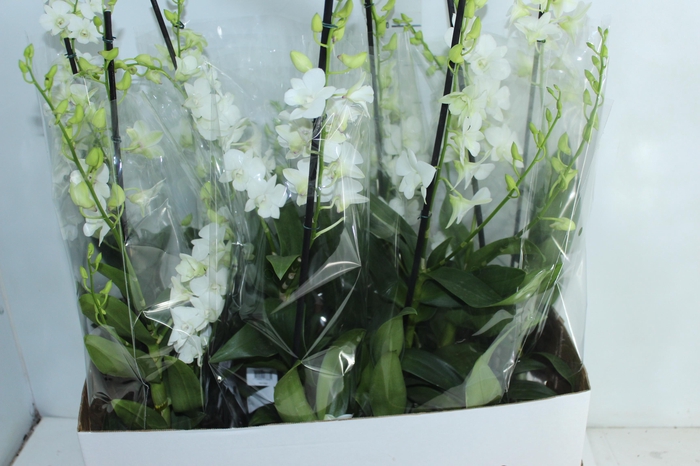 <h4>DENPHALAEN P15</h4>