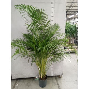 Dypsis lutescens   ...Chrysalidoca