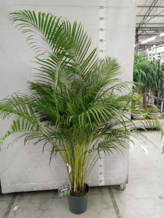 <h4>Dypsis lutescens ...Chrysalidoca</h4>