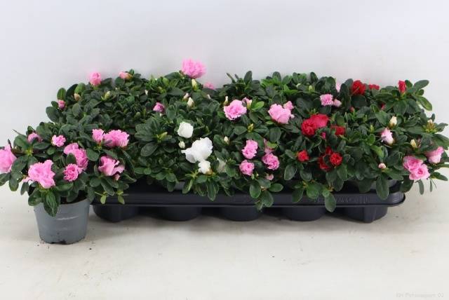 <h4>RHODO SI VOGEL GEM</h4>