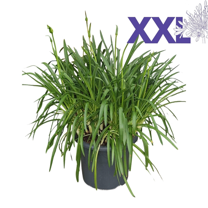 <h4>Agapanthus blauw 40cm, doorbl. grootbl XXL bl. knop in gewas</h4>