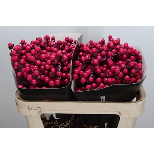 Hypericum Wx Cerise