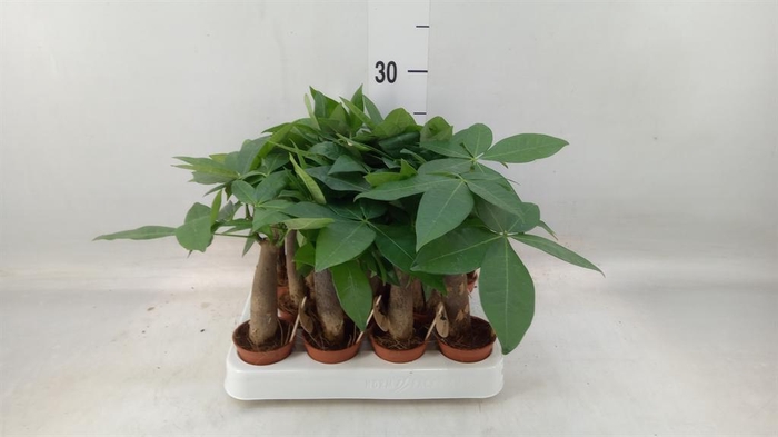 <h4>Pachira aquatica</h4>