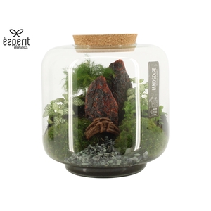 90771: Landscape terrarium arrangement