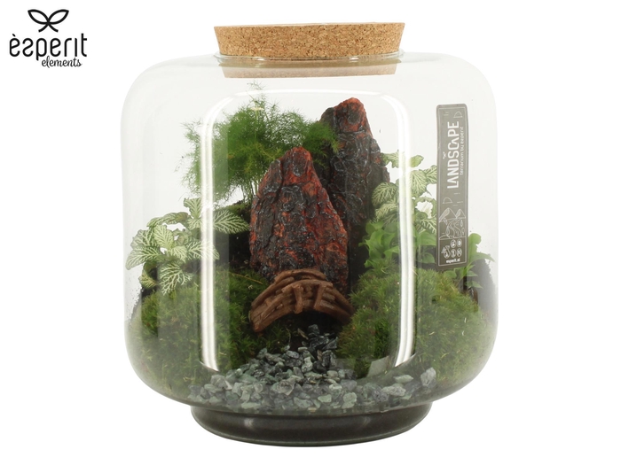 <h4>90771: Landscape terrarium arrangement</h4>
