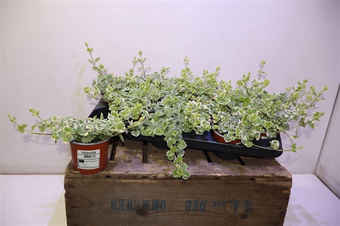 <h4>Glec Hederacea</h4>