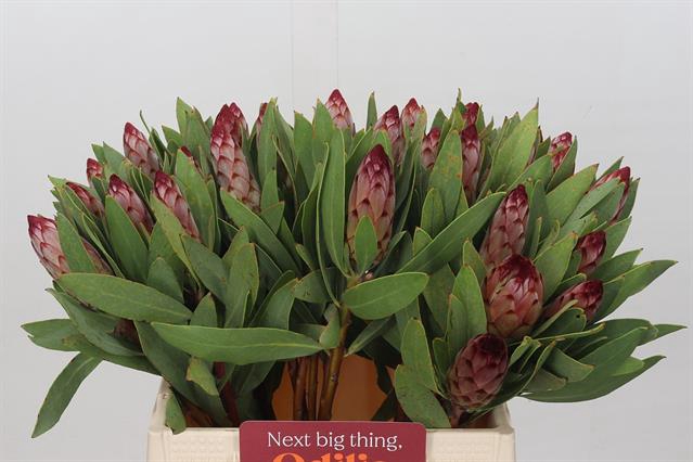 <h4>PROTEA ROBIJN</h4>