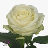 Rosa large avalanche+ Koene White Gold
