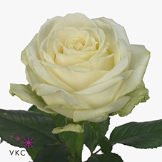 <h4>Rosa large avalanche+ Koene White Gold</h4>