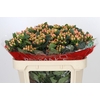 Hypericum Mellow Romance Spray