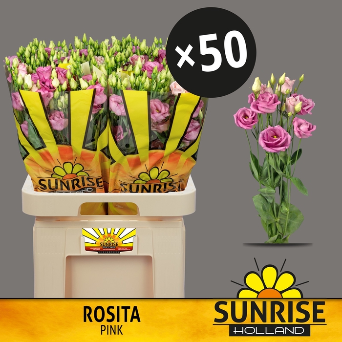<h4>EUS G ROSI ROSE PINK</h4>