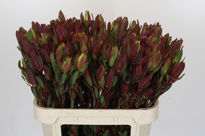 <h4>Leucadendron Senorita Spray</h4>