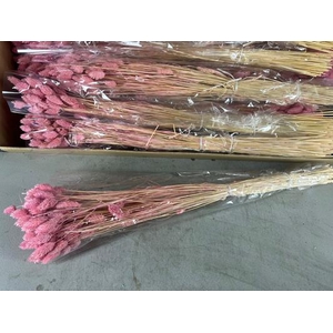 Df Phalaris Bs Light Pink 100g