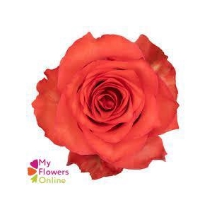 R Gr New Face Orange 50cm EC