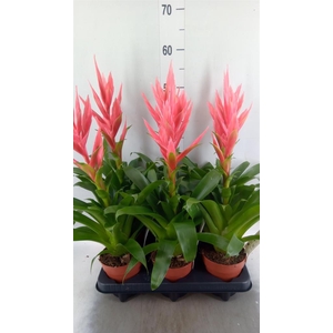 Tillandsia  'Ziva'