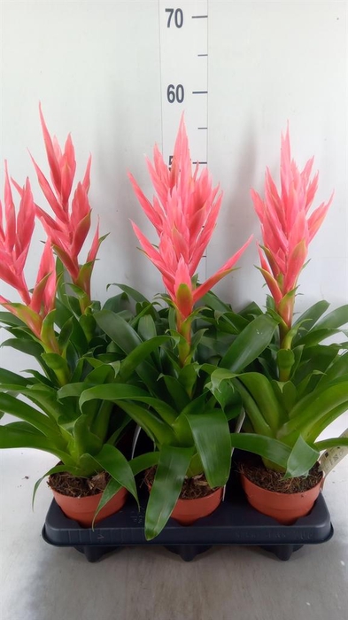 <h4>Tillandsia 'Ziva'</h4>