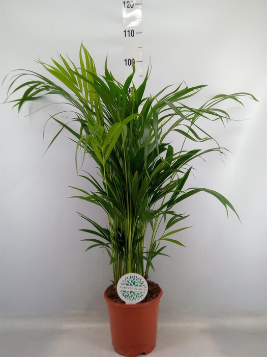 <h4>Dypsis lutescens   ...Chrysalidoca</h4>