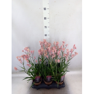 Anigozanthos   ...