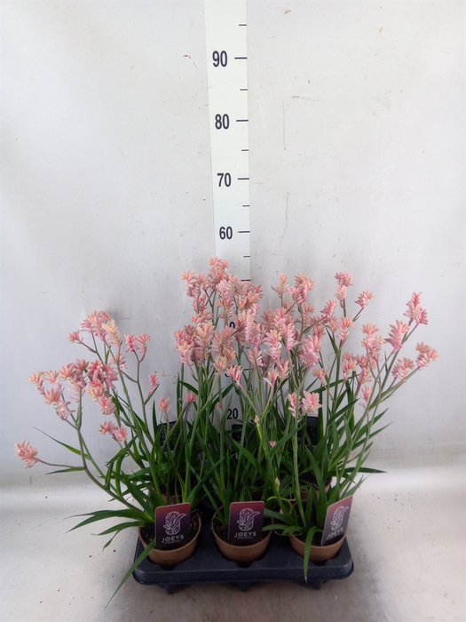 <h4>Anigozanthos   ...</h4>