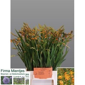 <h4>Crocosmia George Davison Mientjes</h4>