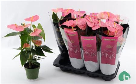 <h4>Anthu An Colorado 5-6++</h4>