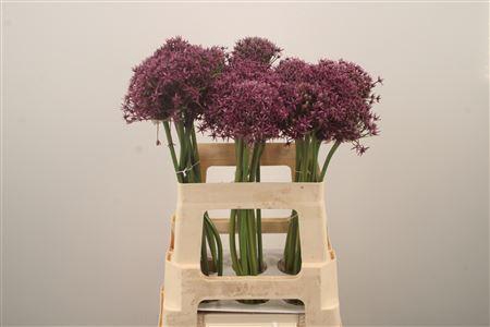 <h4>Allium Miami</h4>