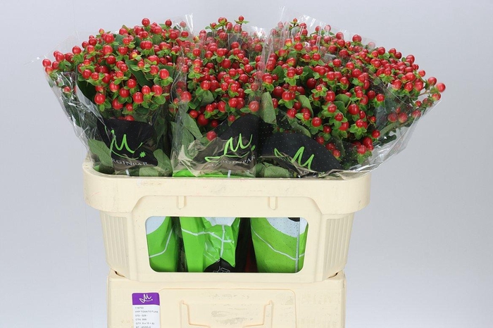 <h4>Hyp Tomato Flair</h4>