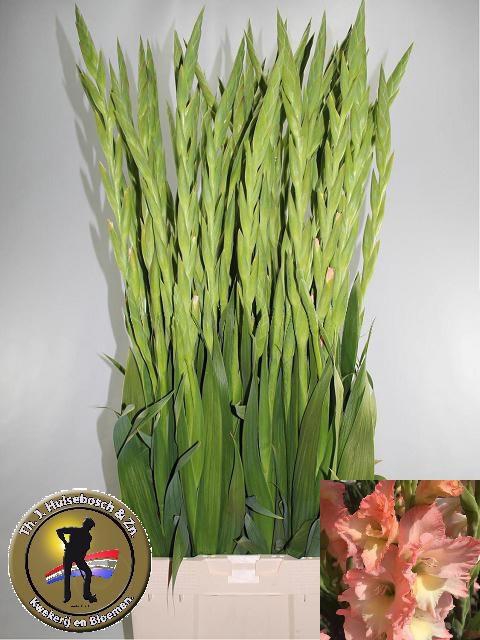 <h4>GLAD GR CARELESS</h4>