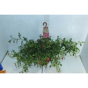 ROSEIRA VARIADO PENDENTE P20