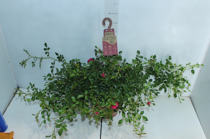 <h4>ROSEIRA VARIADO PENDENTE P20</h4>