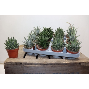 Haworthia De Luxe Mix 8,5 Cm