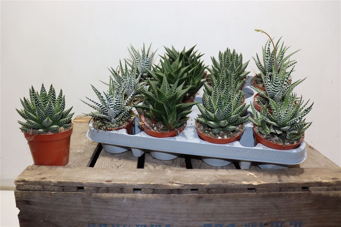 <h4>Haworthia De Luxe Mix 8,5 Cm</h4>